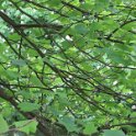 Tulpenbaum (Liriodendron tulipifera)